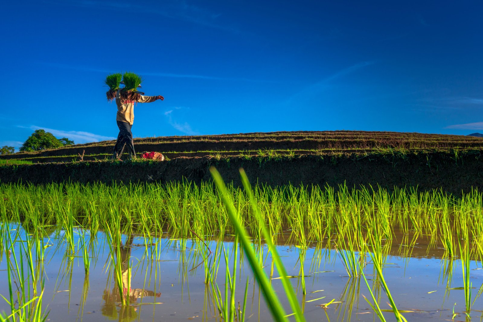 Beautiful morning view indonesia Panorama Landscape paddy fields with beauty color and sky natural light